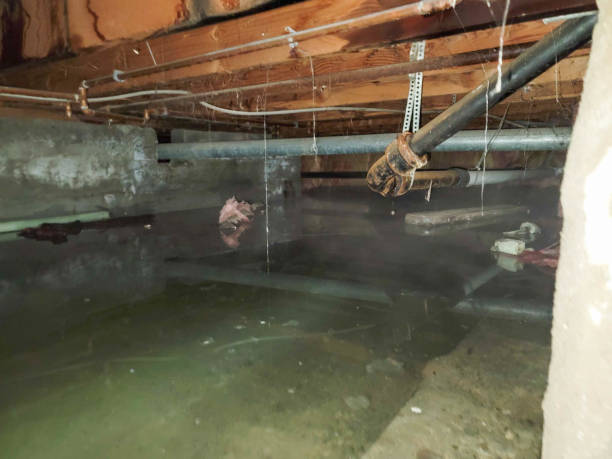 Best Carpet water damage restoration  in Tomahawk, WI