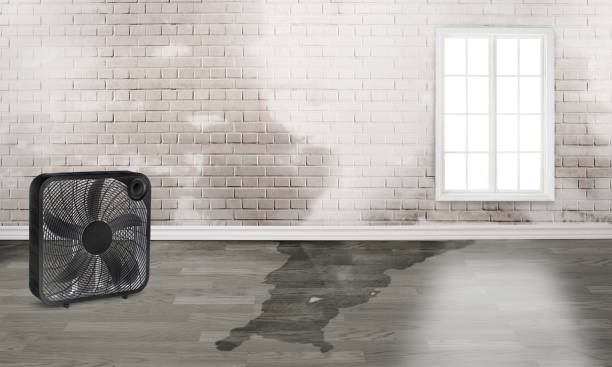Best Carpet water damage restoration  in Tomahawk, WI